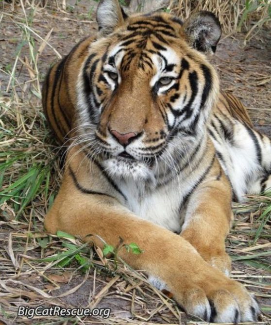 Keeper MaryLou found Hoover Tiger enjoying the gentle breeze coming off of Tiger Lake.