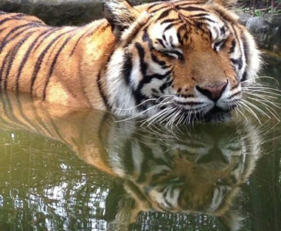 Priya Tiger can't decide if she wants to play in the pool or take a big cat nap. Photo by Sarah Copel