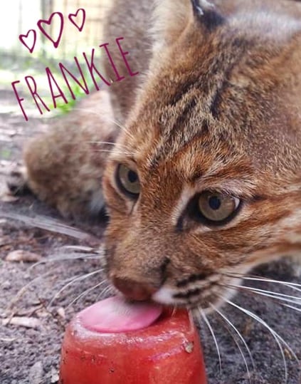 Frankie Frankie Bobcat bloodcicle