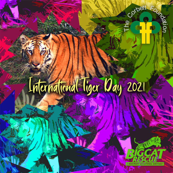 International Tiger Day - Big Cat Rescue