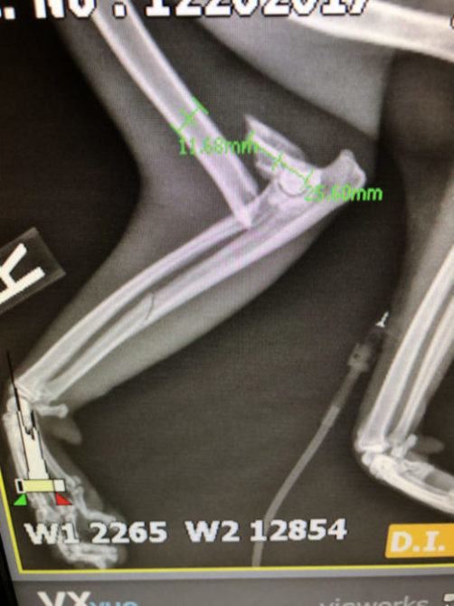 X-Ray of Noel Bobcat's broken leg