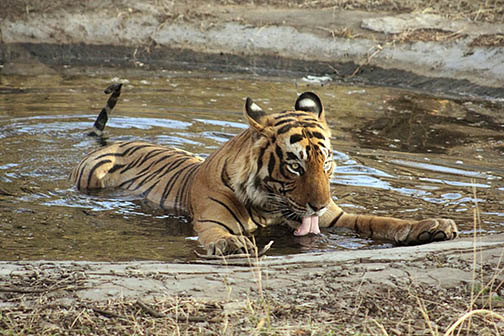 Ranthambore - A wild tiger named Aakash