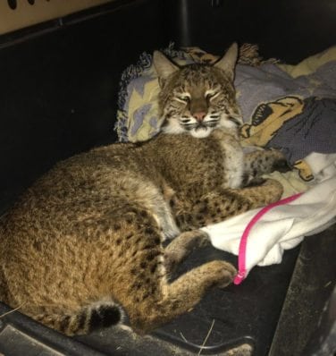 Noel, bobcat hit by a car, arrives at Big Cat Rescue in Tampa, Florida