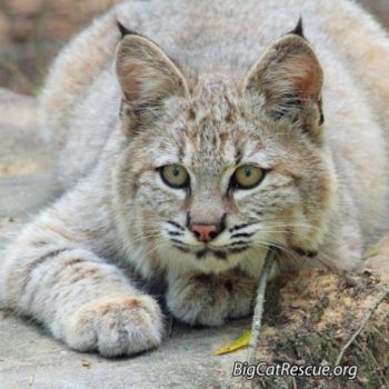 Big Cat Rescue Works to Save Rare Big Cats Like this Lynx