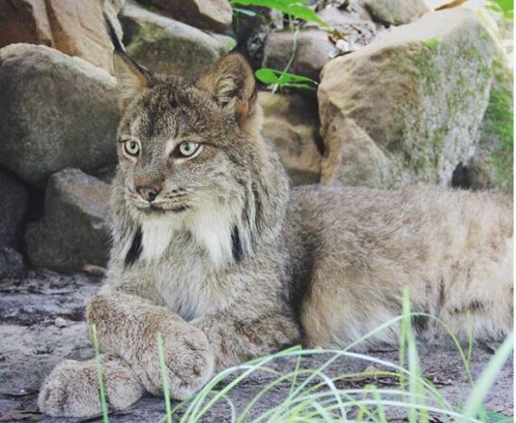 Canadian Lynx, Gilligan, and his built-in show shoes.