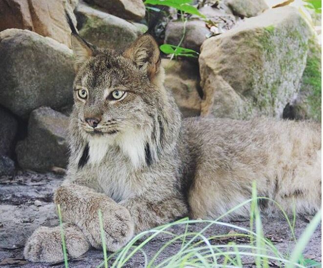 Canadian Lynx, Gilligan, and his built-in show shoes.