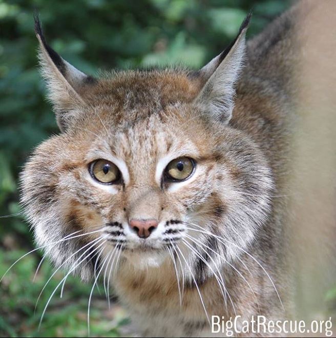 Happy 2 year Rescue Anniversary to brave and elusive Dryden bobcat