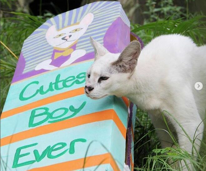 Keeper and Coordinator Lauren made her favorite cat Pharaoh some paw-some enrichment and he LOVED it! Pharaoh the white serval absolutely loves paper he can tear and shred and he really loves Lauren ❤️