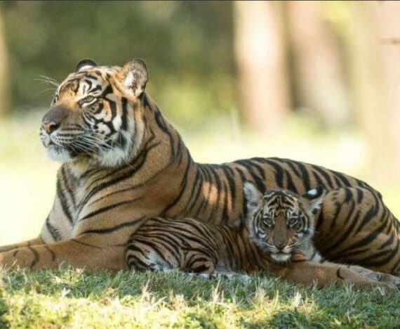 Avni Tigress and cub