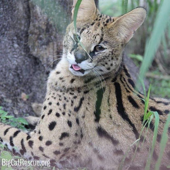 Zucari Serval says “it’s finally the weekend!” Which means Keeper Tour!! Keeper Tour means EXTRA TREATS!