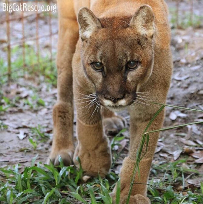 Sweet Reise Cougar is all ready for breakfast ❤️