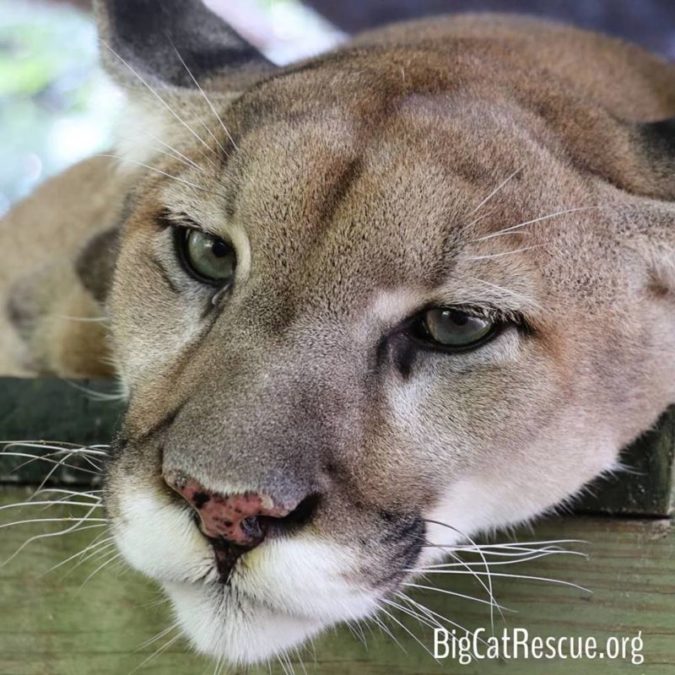 Ares Cougar has a speckled pink nose ❤️