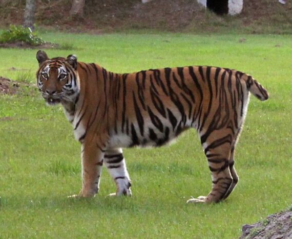 Keisha Tiger