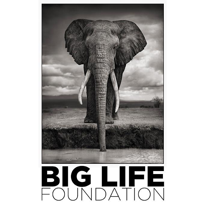 BIG LIFE FOUNDATION  InSitu 2018 BIG LIFE FOUNDATION1