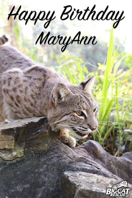 Happy 11th Birthday to MaryAnn Bobcat!