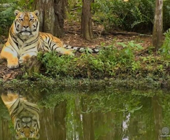 Good morning Big Cat Rescue Friends! ☀️ Happy CATurday from adorable Seth and his handsome reflection! ❤️ Two Seth's are twice the fun! ❣️?❣️ Have a great day all you cool cats! Photo: Taken from Explore camera