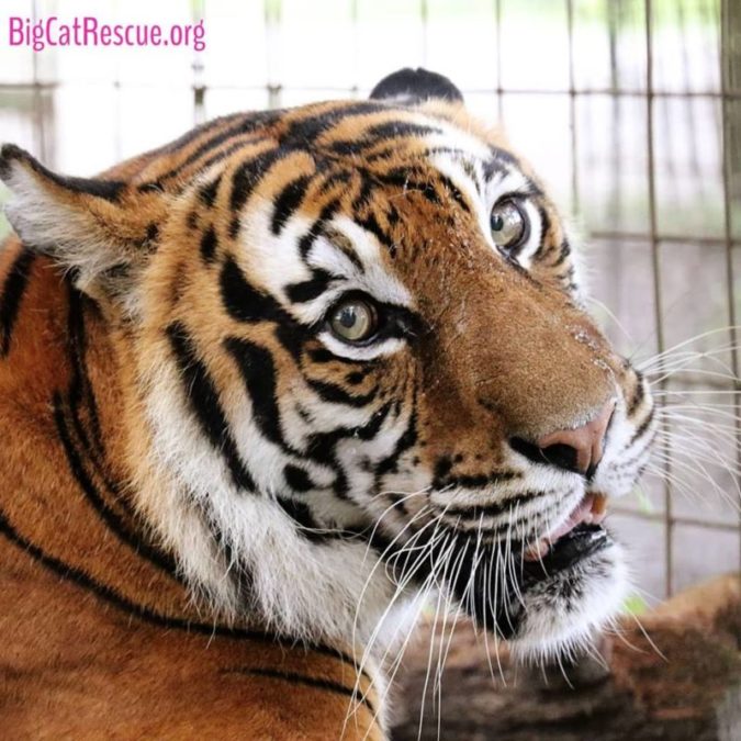 Amanda Tiger just seconds before telling her Keeper to "Get Lost!"