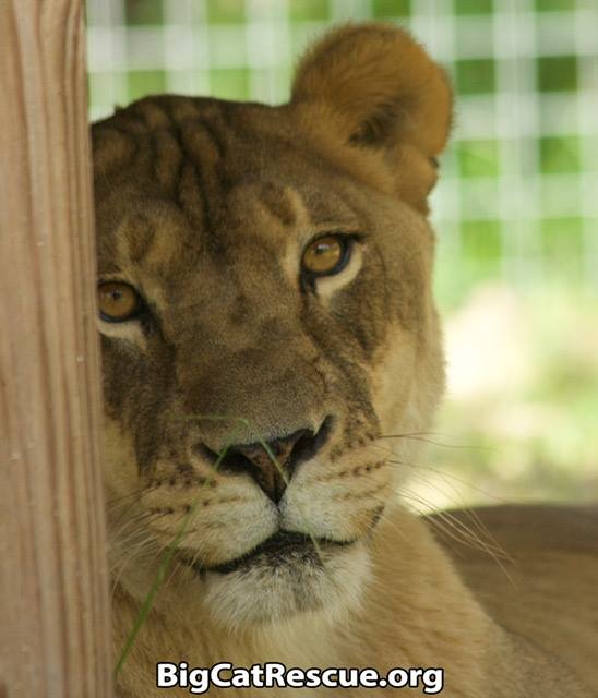 Nikita is ready for the day and watching for her favorite keepers! ? Have a happy funday Sunday everyone! ?