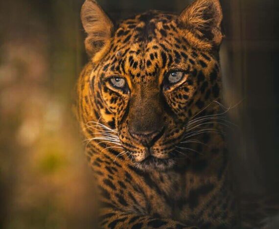 Armani Leopard
