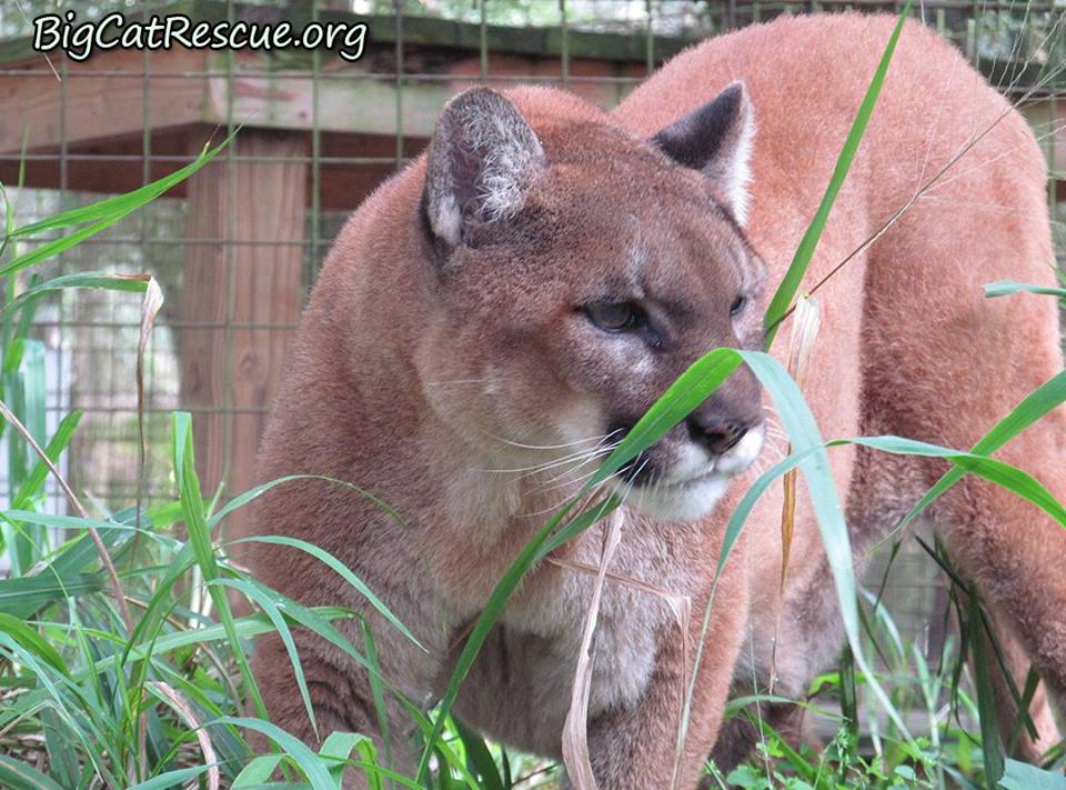 Reise Cougar hopes you had a BEAUTIFUL DAY!