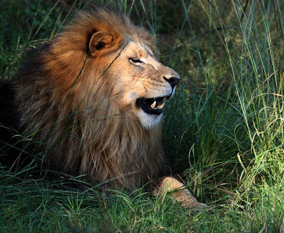 Lion Kills Intern