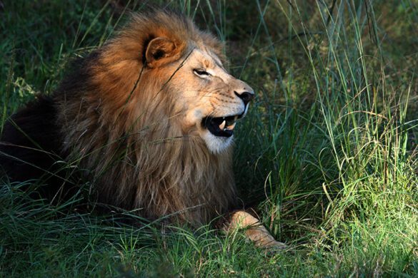 Lion Kills Intern