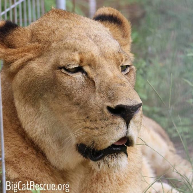 Have you ever wondered, why won't regulating conditions under which big cats are kept simply does not and cannot work? Learn more about this by clicking Facebook.com/groups/BigCatRescueUnits/ then clicking on "Regulations - Why Regulations Won't Work" Let us know if you read things that surprise you. We are happy to chat with you in the post comments.