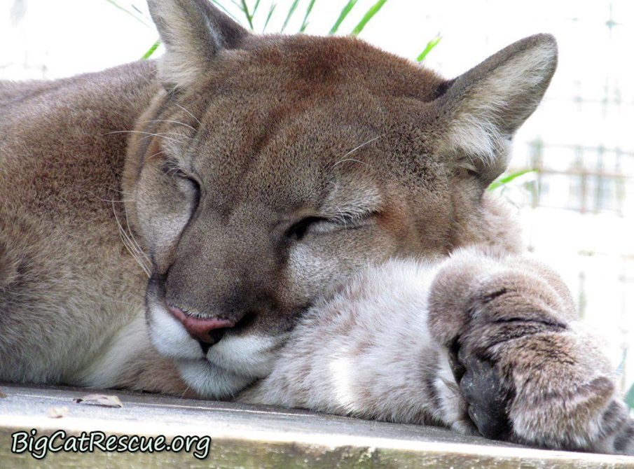 Ares Cougar - Relaxed and snoozing away.
