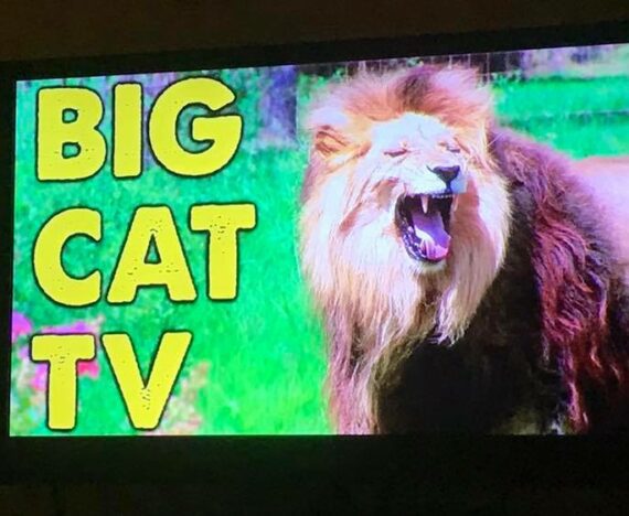 Did you know if you have a Roku or Smart TV, you can get Big Cat TV?! You can watch the big cats on the big screen all day long! ?
