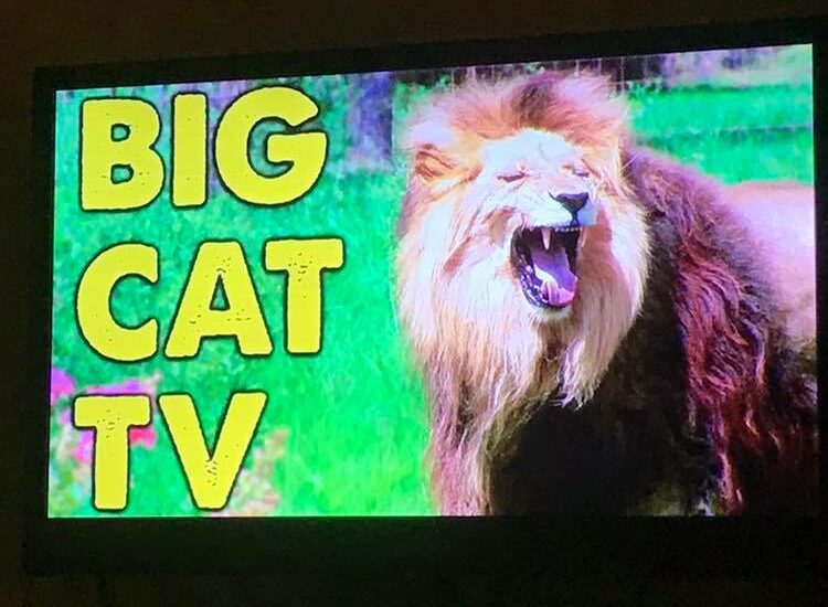 Did you know if you have a Roku or Smart TV, you can get Big Cat TV?! You can watch the big cats on the big screen all day long! ?