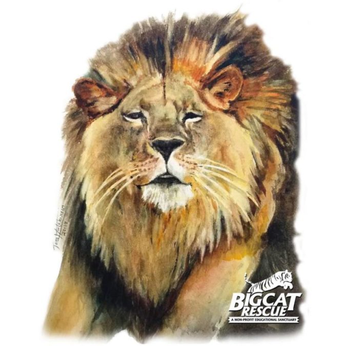 Talented artist Tom Hutchinson created this amazing portrait of our beloved Cameron Lion - it is now available on merchandise in two stores for a limited time. Here are direct links: https://teespring.com/always-remember-cameron-lion Amazon: https://www.amazon.com/dp/B07Q6ZTZYJ https://www.amazon.com/dp/B07Q84KP5X https://www.amazon.com/dp/B07Q6ZW1F9 https://www.amazon.com/dp/B07Q99DV8R Please make sure you check the Size Chart for Amazon because sizes may run differently than you are used too. You can donate to the cats at NO COST TO YOU when you select BCR as your charity on Amazon Smile and shop Smile.Amazon.com instead of Amazon.com. It is exactly the same as regular Amazon EXCEPT when you use the Smile URL Amazon donates .5% of your purchase to BCR. It's added up to over $100,000 for the cats! — at Big Cat Rescue.
