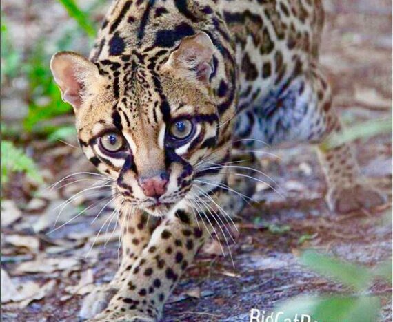 Beautiful Miss Purr-fection Ocelot is ready for a long catnap!