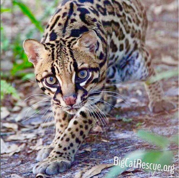 Beautiful Miss Purr-fection Ocelot is ready for a long catnap!
