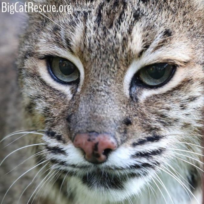 Cute little Bailey bobcat and her adorable pink nose!