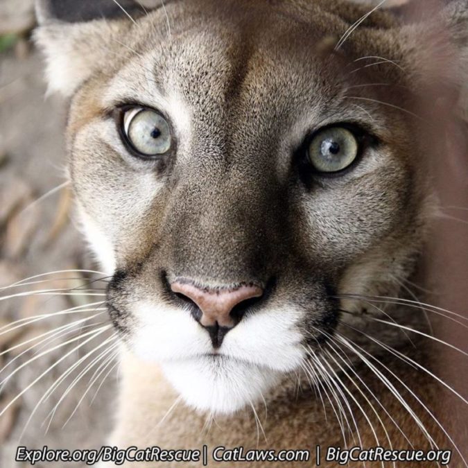 Beautiful Artemis Cougar is the purr-fect cover girl for this Whiskers Wednesday! >>•