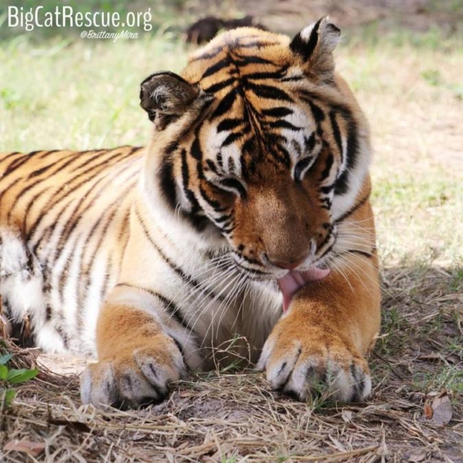 I just love watching the cats bathe after a meal or snack. This is Priya Tiger getting all cleaned up breakfast yesterday.