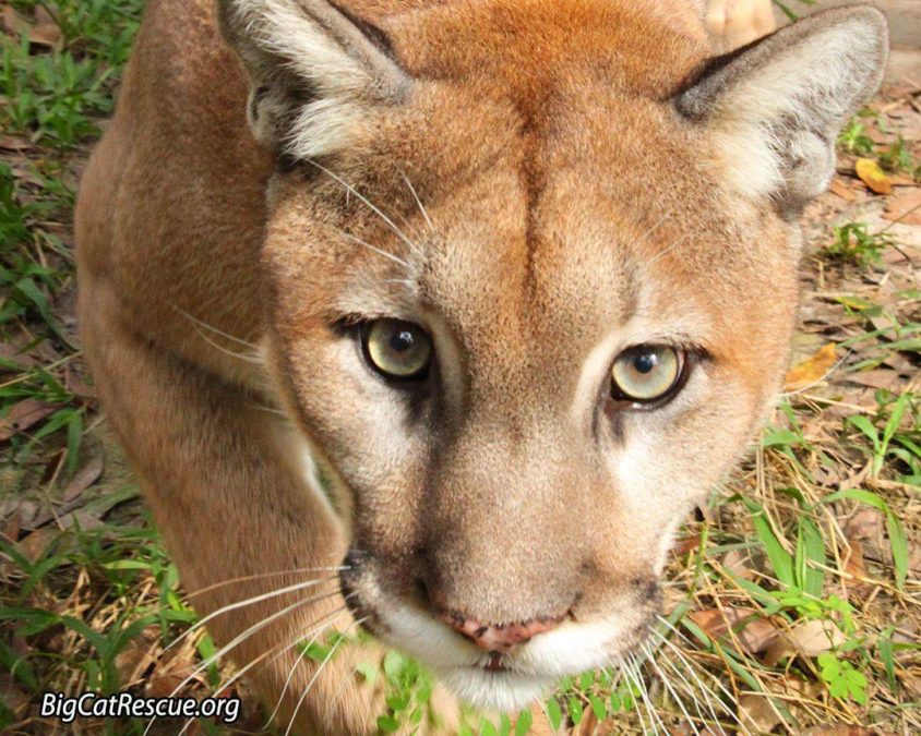 Ares Cougar - What beautiful eyes!