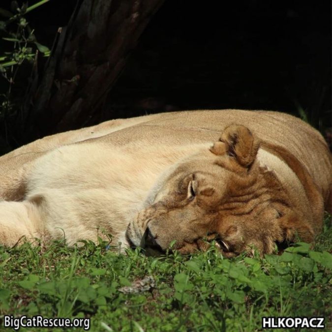 A well deserved nap for Her Royal Lioness, Nikita
