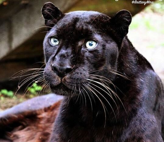 Jinx Black Leopard