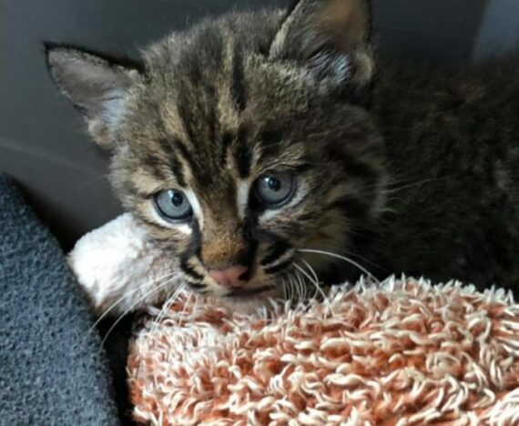 Cinder Rehab Bobcat Kitten
