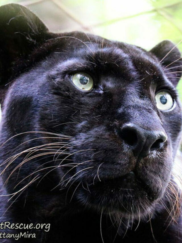 Jinx Black Leopard  Cat Stories cropped Jinx BrittanyMira IMG 7396 1 FB SQ 640x853
