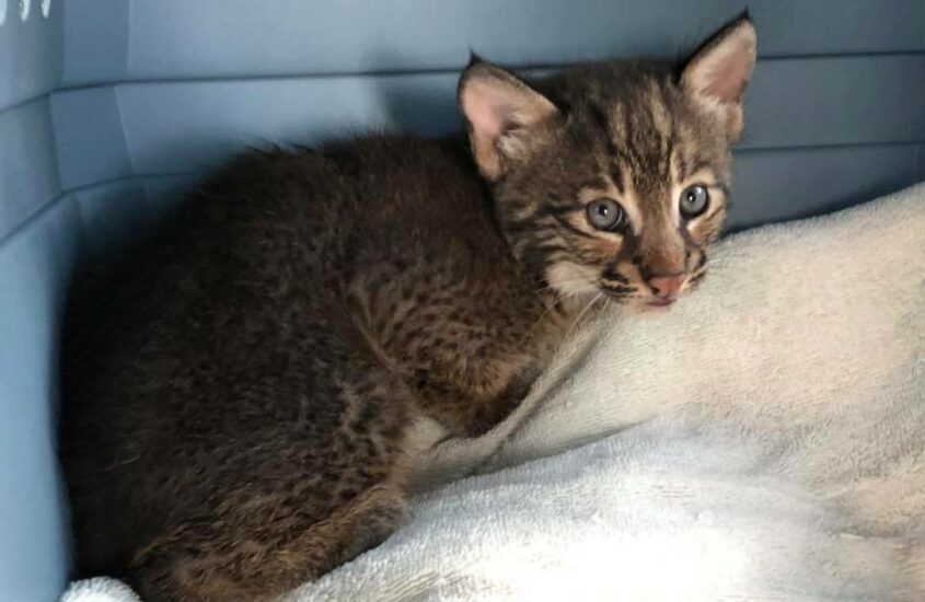 Ash Bobcat Kitten May 2019