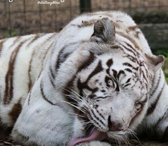 Sapphire Tiger taking a bath so she looks purr-fect