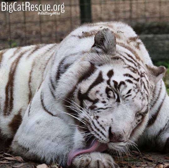 Sapphire Tiger taking a bath so she looks purr-fect