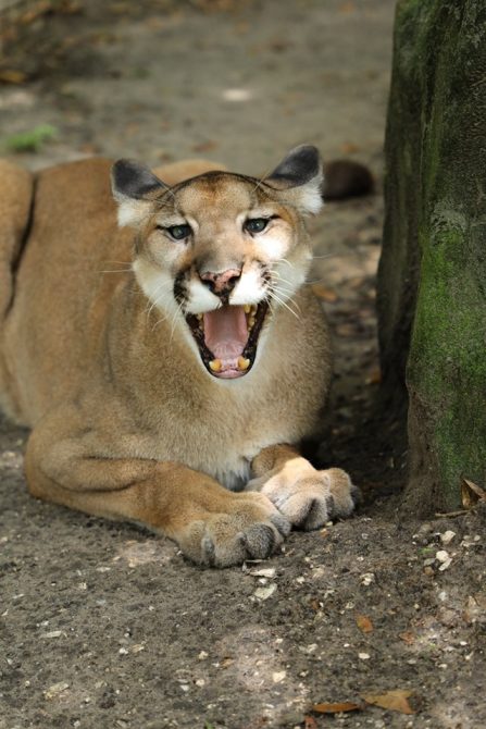 Jamie Veronica - Ares Cougar is such a jokester ;-)