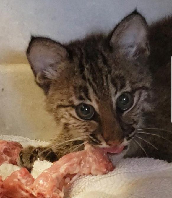 Rehab Bobcat Kitten Malachite