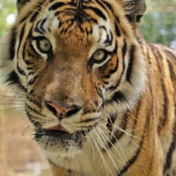 Jasmine Tiger welcomes you to a Happy CATurday! Have a great day everyone!