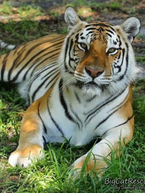 Beautiful Dutchess Tiger is excited it’s FURsday Thursday!