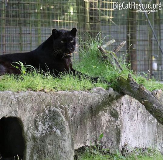Jinx the black leopard enjoys lounging on top of his den
