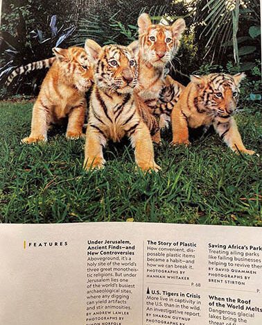 Sharon Guynup's article, The Tigers Next Door, in the 12.2019 issue of National Geographic is so well researched, documented and written that Carole wants everyone to read it. The images by her partner, Steve Winter, show tigers in places where you might never expect them to be. We want you to have a hard copy of the magazine because it makes a compelling case for why we need the Big Cat Public Safety Act to pass. It might just become the best tool you can have to change hearts, minds and laws.